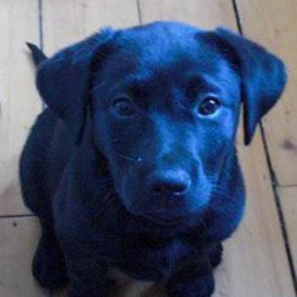 Meet your Posher, Libby - Picture 1 of 1